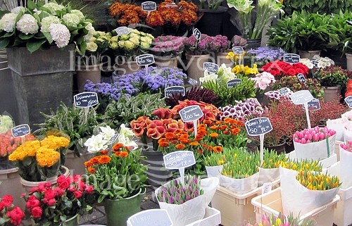 Flower royalty free stock image #235274517