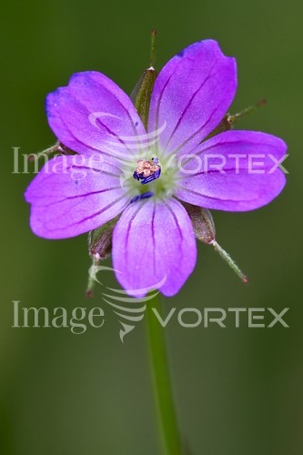 Flower royalty free stock image #235433383