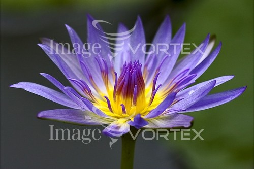 Flower royalty free stock image #235885459