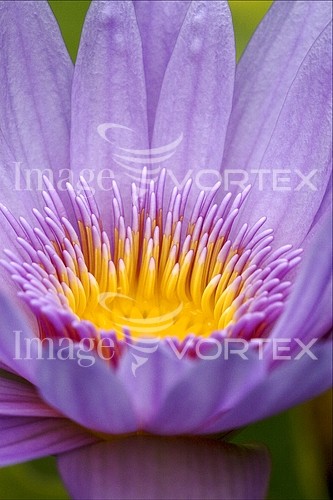 Flower royalty free stock image #235917222