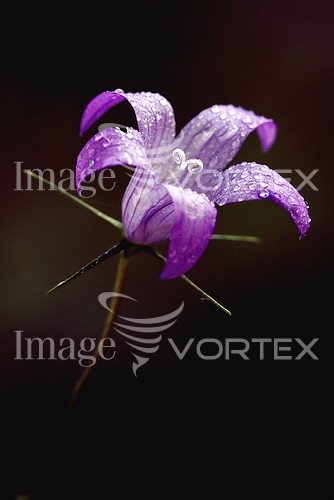 Flower royalty free stock image #235876405