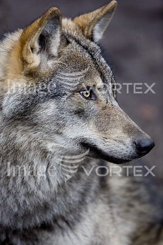 Animal / wildlife royalty free stock image #236907015