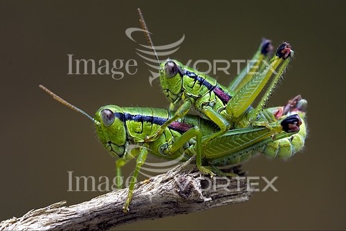 Insect / spider royalty free stock image #237573412
