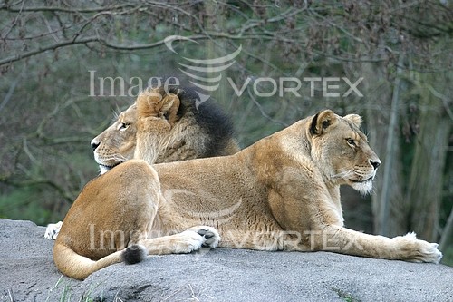 Animal / wildlife royalty free stock image #237391843