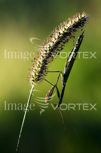 Insect / spider royalty free stock image #237535003