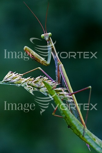 Insect / spider royalty free stock image #237557195