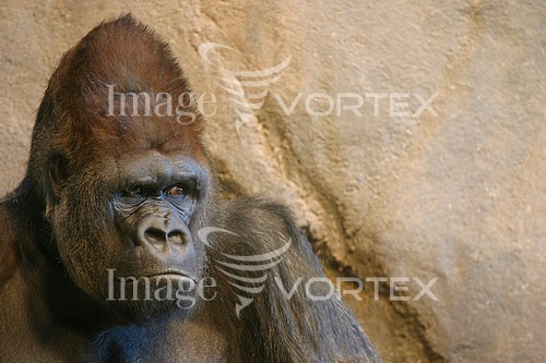 Animal / wildlife royalty free stock image #237291843