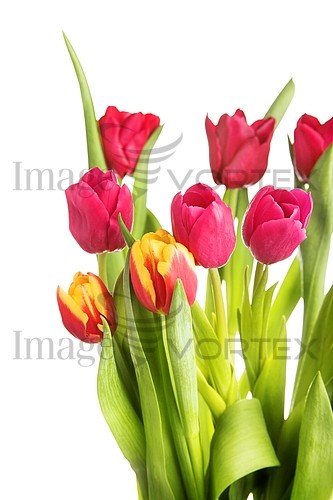 Flower royalty free stock image #238250638