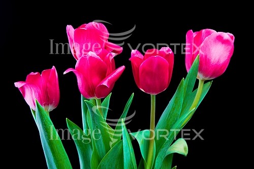 Flower royalty free stock image #238304772