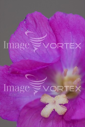 Flower royalty free stock image #238713604