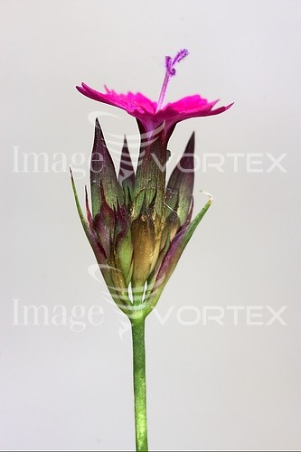 Flower royalty free stock image #238358977