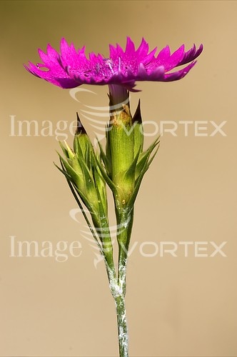 Flower royalty free stock image #238709550