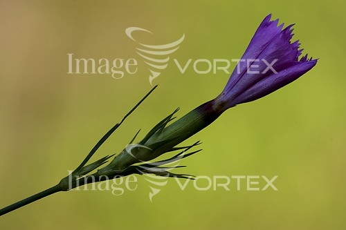 Flower royalty free stock image #238780030