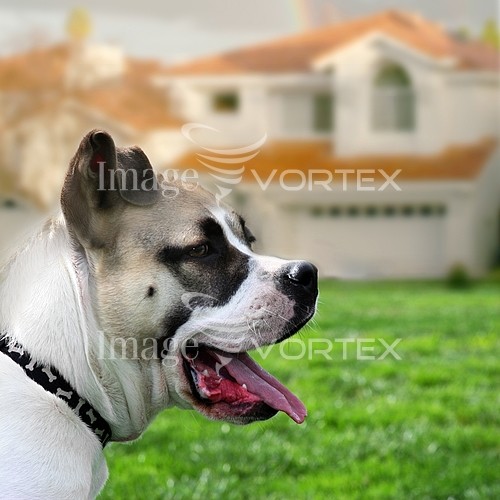 Pet / cat / dog royalty free stock image #238862337