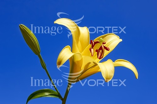 Flower royalty free stock image #238802163