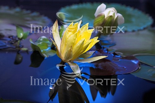 Flower royalty free stock image #238239153