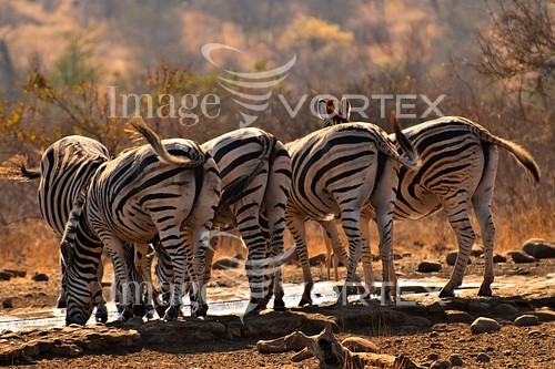 Animal / wildlife royalty free stock image #238108499