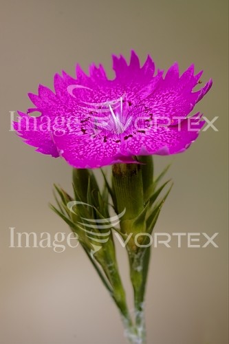 Flower royalty free stock image #239245076