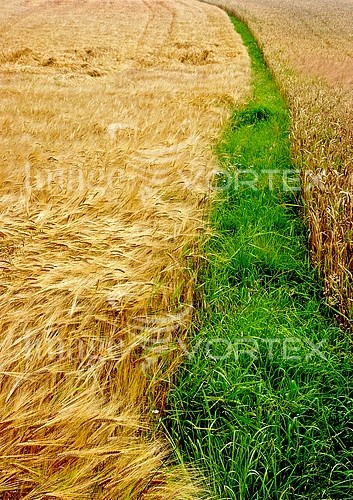 Industry / agriculture royalty free stock image #239466014