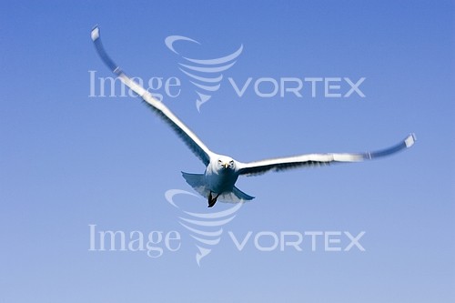 Bird royalty free stock image #239550235