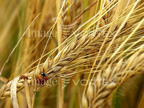 Industry / agriculture royalty free stock image #239441183