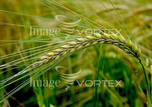 Industry / agriculture royalty free stock image #239453257