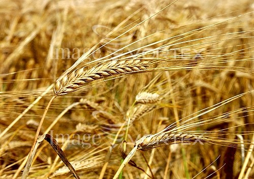 Industry / agriculture royalty free stock image #239499049