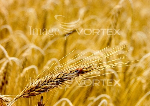 Industry / agriculture royalty free stock image #239757509