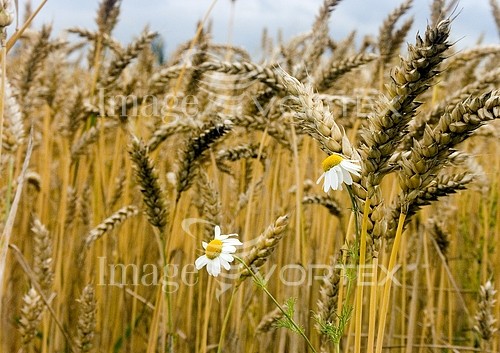 Industry / agriculture royalty free stock image #239802773