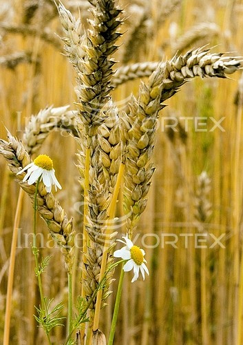 Industry / agriculture royalty free stock image #239862936