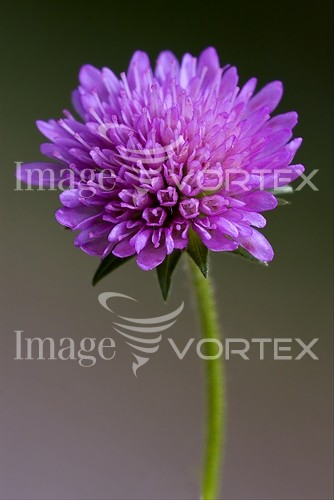 Flower royalty free stock image #240242423