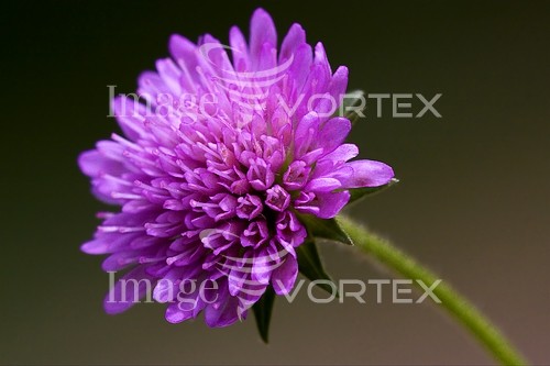 Flower royalty free stock image #240422861