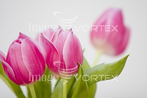 Flower royalty free stock image #240123570