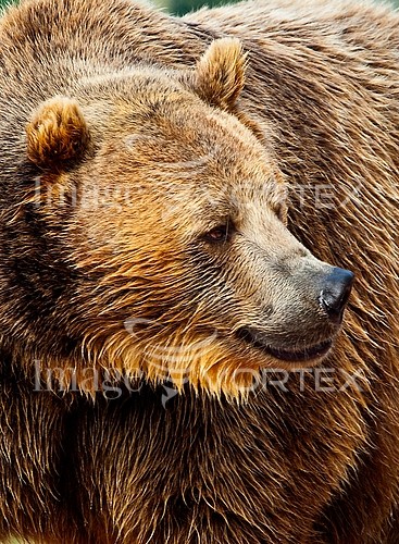 Animal / wildlife royalty free stock image #241837678