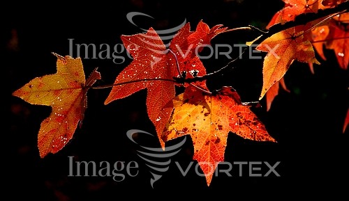 Nature / landscape royalty free stock image #241352631