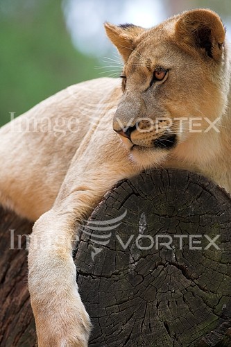 Animal / wildlife royalty free stock image #241902195