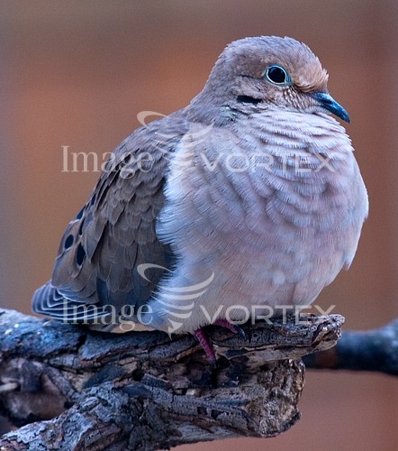 Bird royalty free stock image #241009622