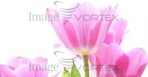 Flower royalty free stock image #242886565