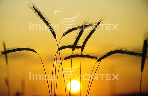Industry / agriculture royalty free stock image #242209727
