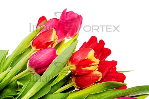 Flower royalty free stock image #243975189