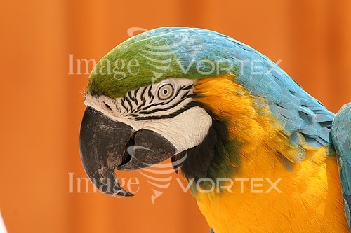 Bird royalty free stock image #243926876