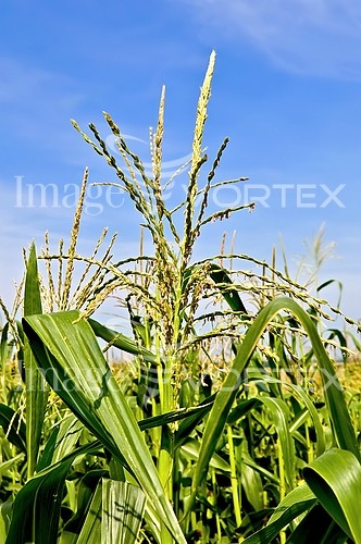 Industry / agriculture royalty free stock image #244576391