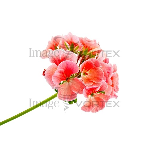 Flower royalty free stock image #244730237
