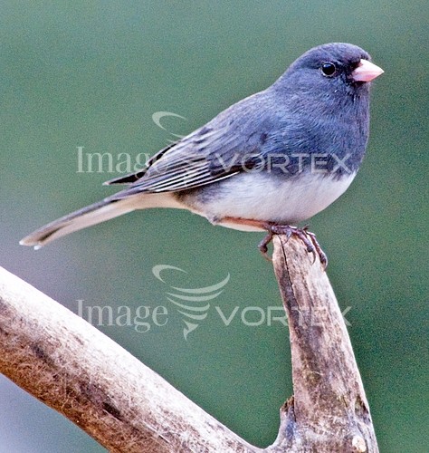 Bird royalty free stock image #245178515