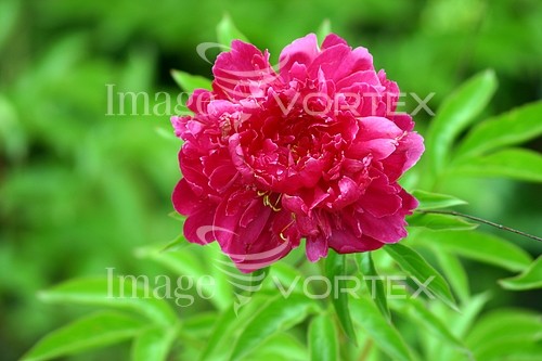Flower royalty free stock image #245692510