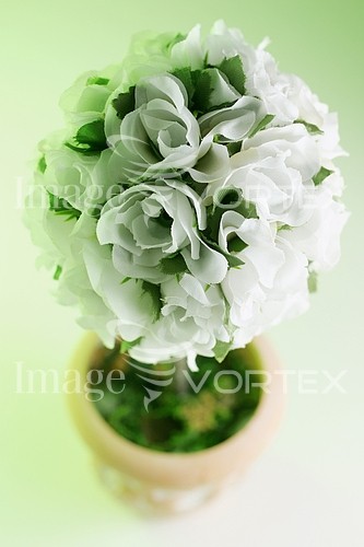 Flower royalty free stock image #246421945
