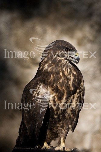 Bird royalty free stock image #246988041