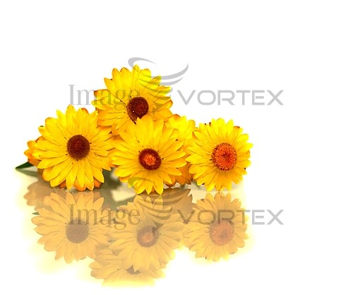 Flower royalty free stock image #246533907