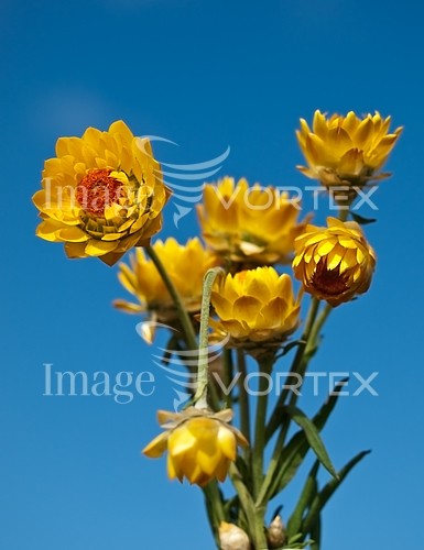 Flower royalty free stock image #247823548