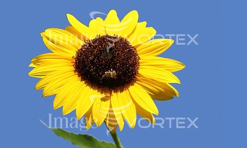 Flower royalty free stock image #247965711